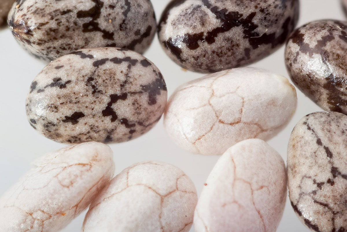 dia mundial de la chía