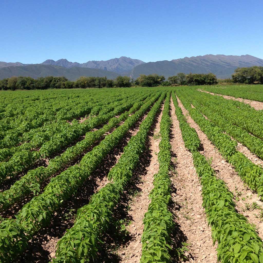 Campo de Chía